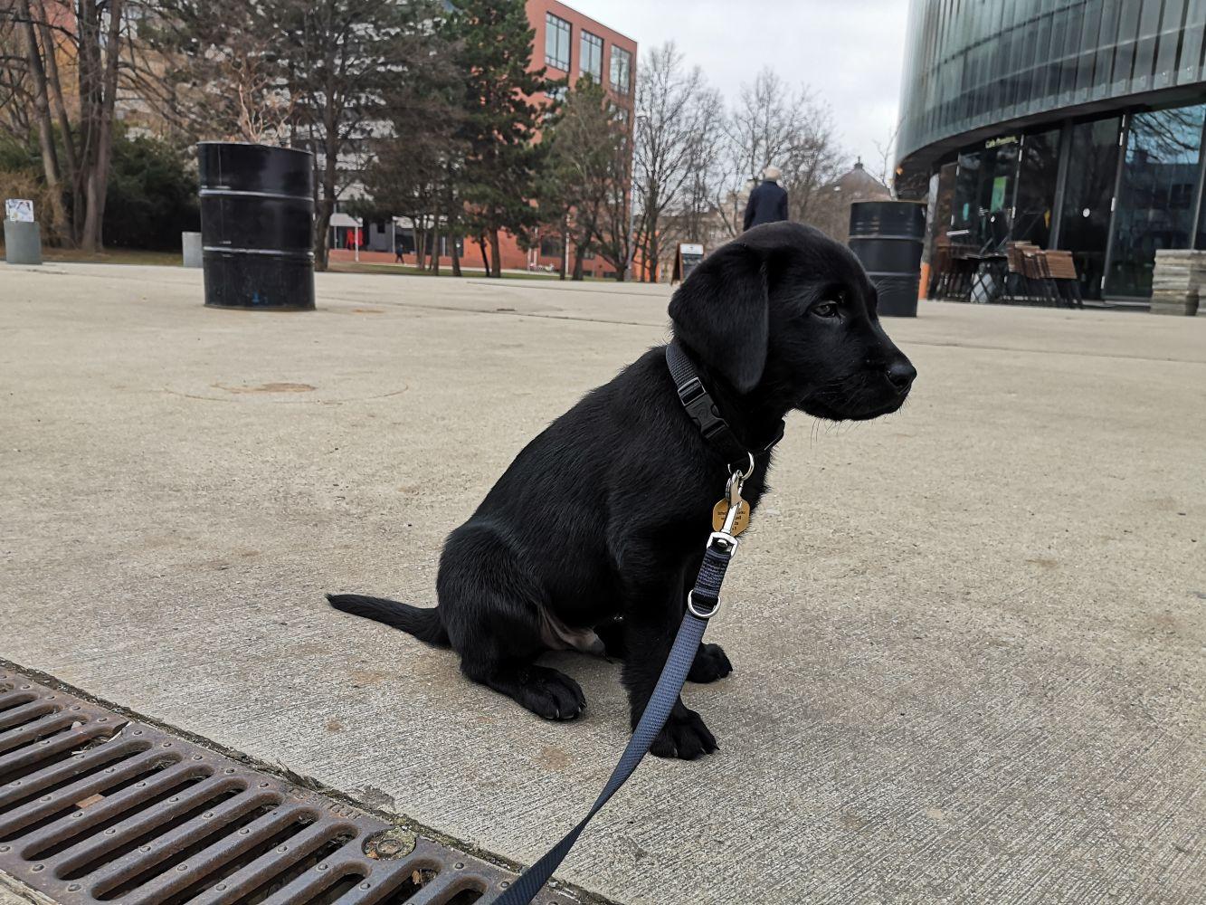 New puppy of the future guide dog in our group